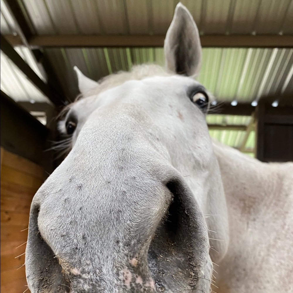 Meet your Posher, Claire